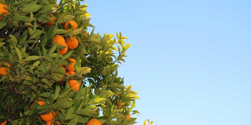 Network Services 4.1：驱动现代软件开发和云解决方案的核心IT架构