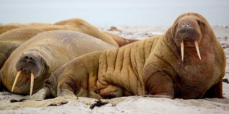 托管网络服务 vs. 自建网络：深入剖析TCO与敏捷性，为您的Cloud Solutions选择最佳路径